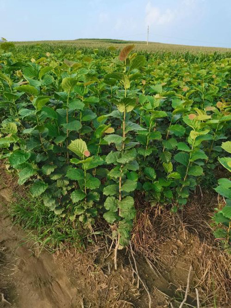 榛子种植入门指南：轻松了解种植技巧